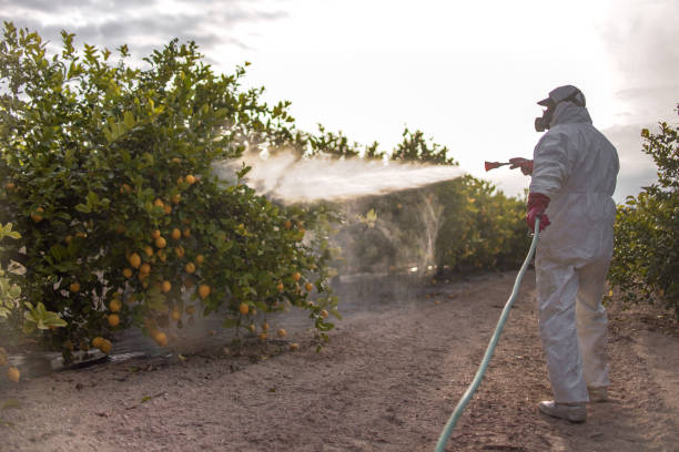 Reliable Belle Plaine, KS Pest Control Solutions