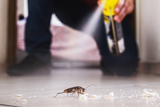 Best Affordable Pest Control Services  in Belle Plaine, KS