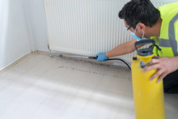 Best Local Pest Control Services  in Belle Plaine, KS
